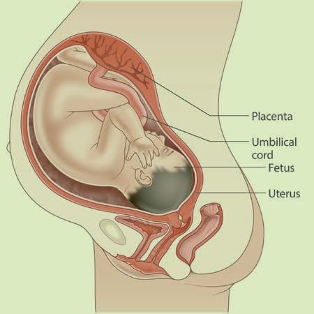Food During Third Trimester of Pregnancy